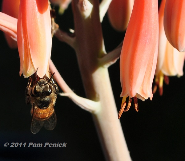 Honeybees love aloe blossoms