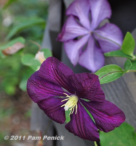 Plant This: 'Etoile Violette' clematis - Digging