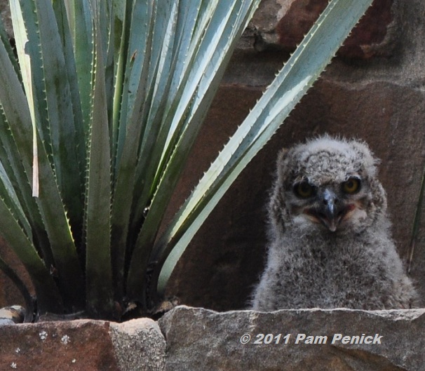 Great horned owlets nesting at Wildflower Center