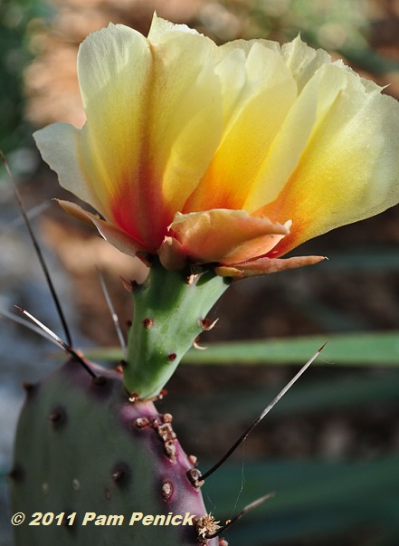 Prickly pear blossom aglow