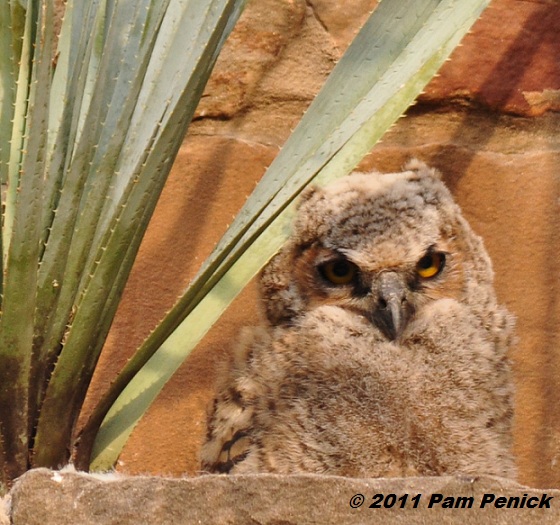 Great horned owl chicks growing up fast
