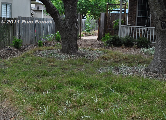 Plant This Carex Leavenworthii Or Texas Sedge Digging