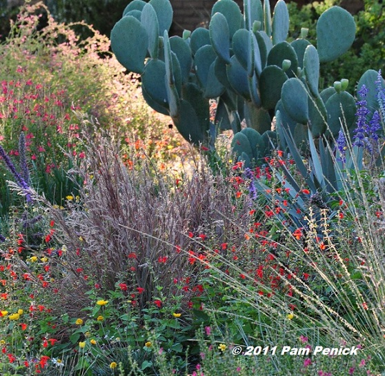 Designing With Native Plants, North Texas Native Plants Landscaping