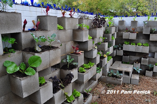 Edible Wall Cinderblock Wall Vegetable Garden Wows At Big Red Sun