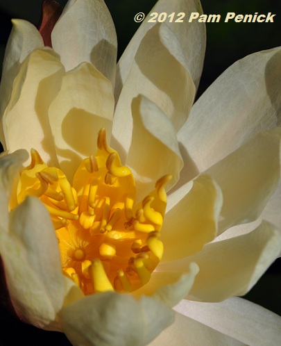 Forget the groundhog -- water lily says spring is here!