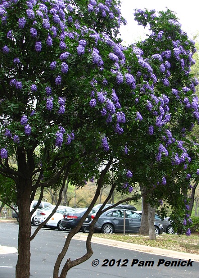 Best Smelling Tree In Texas Sophora Secundiflora Digging