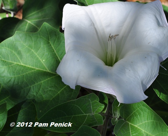 May Day flowers, wildlife, & owl nightlife