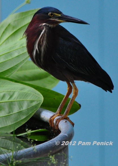 Green heron fishing in my pond