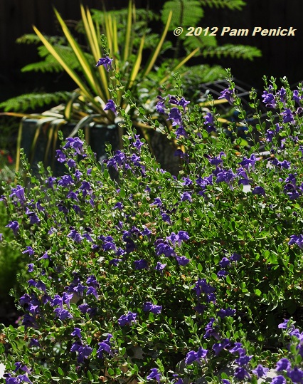 Summer color in the hot garden