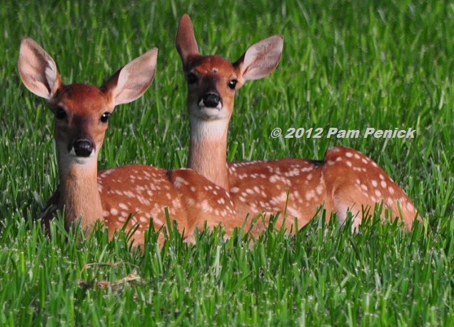 Twin fawns in the neighborhood