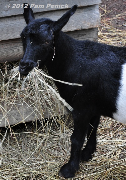 American Pygmy Goat - WNC Nature Center