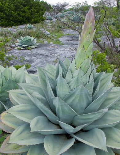 Living Sculptures for Landscapes and Containers Agaves 