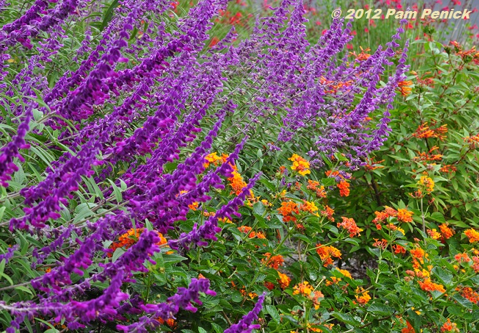 Drab fall? Not in this colorful streetside garden - Digging