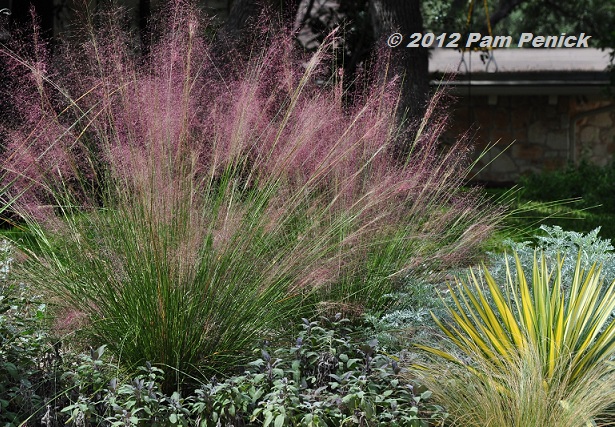 Gulf muhly deals