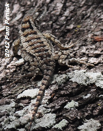 Texas Spiny Lizard Is Master Of