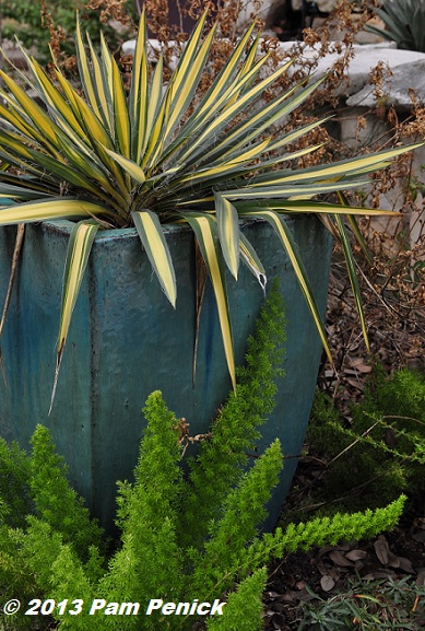 How to green up your winter garden in central Texas - Digging