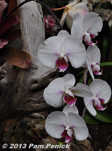 Spring color and edibles at San Antonio Botanical Garden - Digging