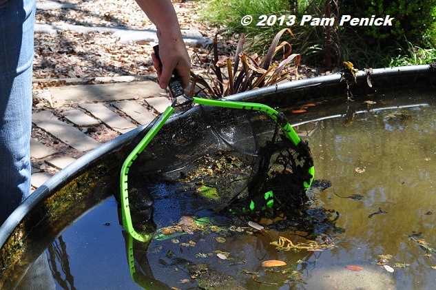 How to spring clean your stock tank container pond - Digging