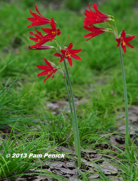 Oxblood lilies in bloom and other garden excitement