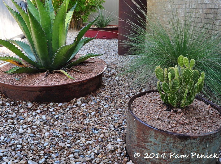 Succulent And Cactus Container Garden Thrives Under Death Star