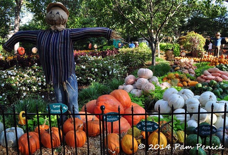 Pumpkin extravaganza at the Dallas Arboretum - Digging