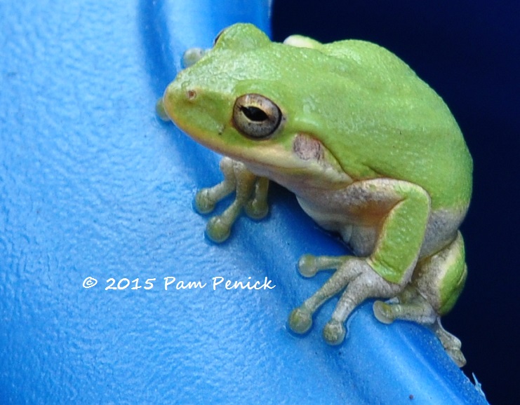 Surprise! A frog in the watering can