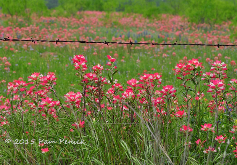 An Easter wildflower safari