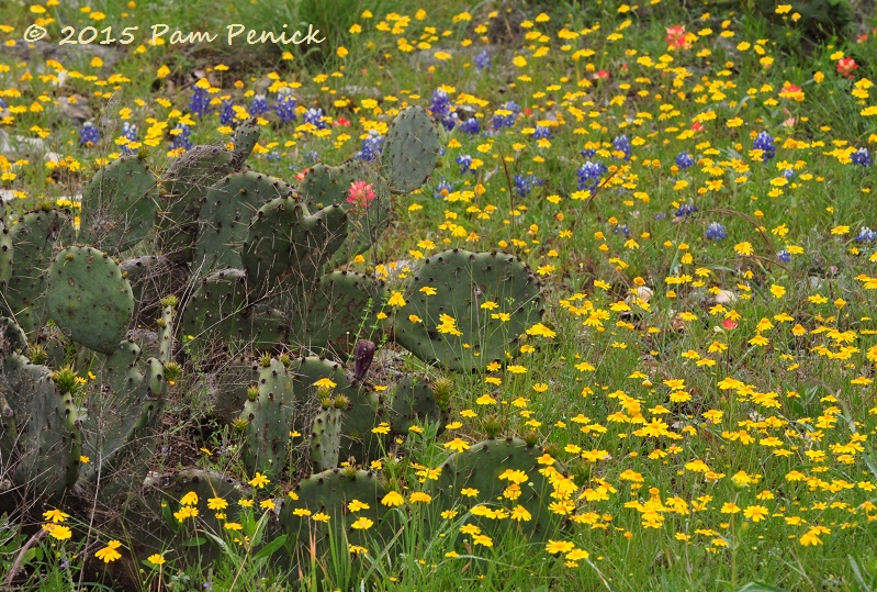 Birds and blooms at the Lady Bird Johnson Wildflower Center