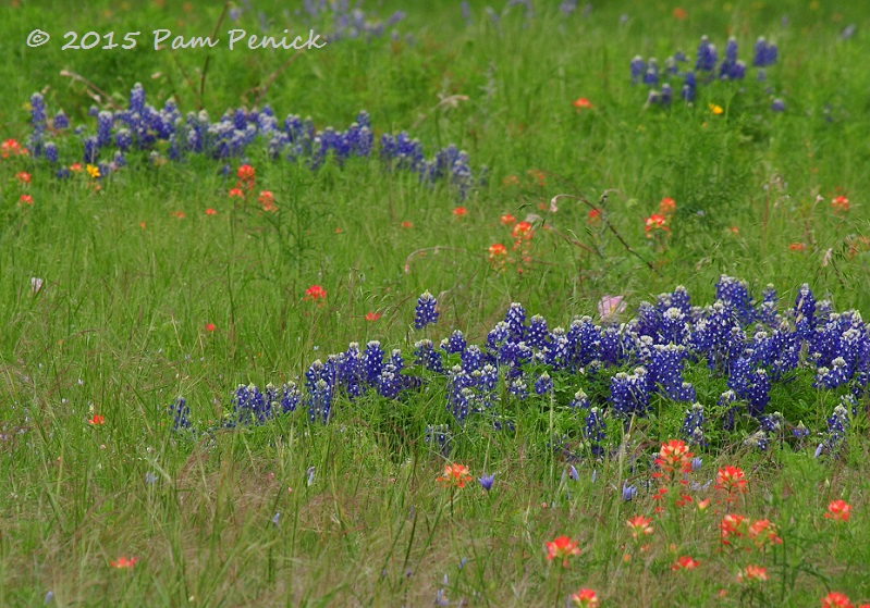 Meadows abloom and a swingin' arboretum at the Wildflower Center