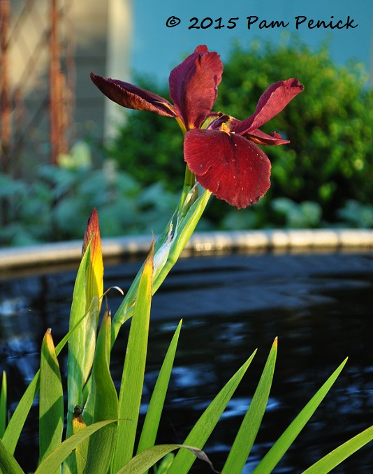 Twilight garden on Bloom Day