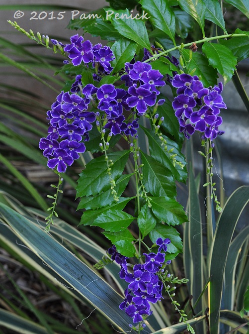 Fall Flowers For A Texas Garden Digging