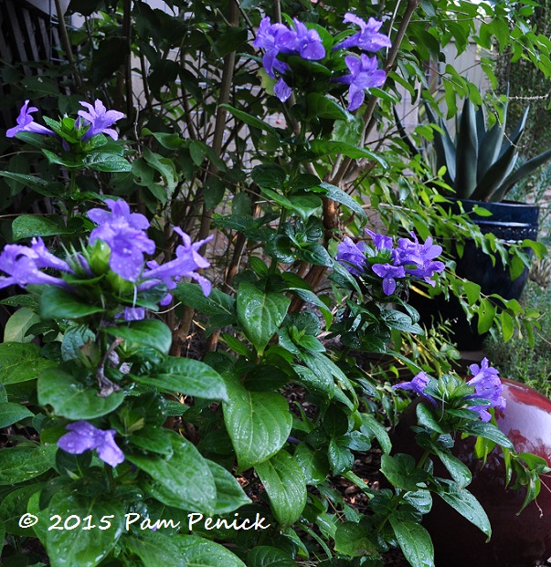 Fall Flowers For A Texas Garden Digging