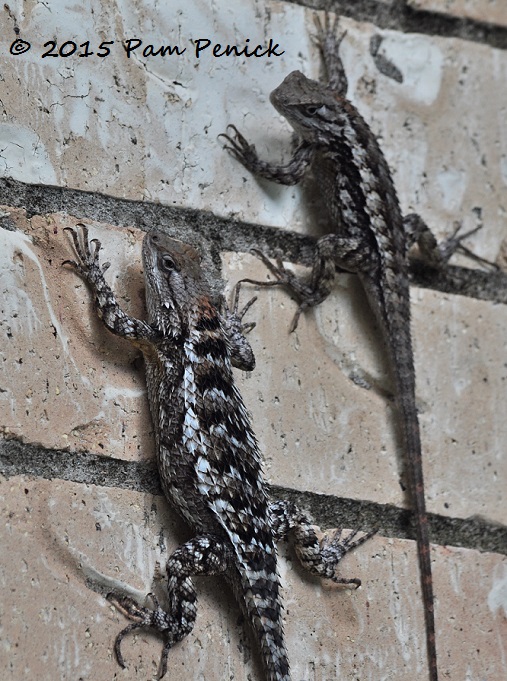 Lazing Texas Spiny Lizards Digging