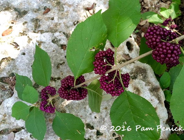 The berry good season