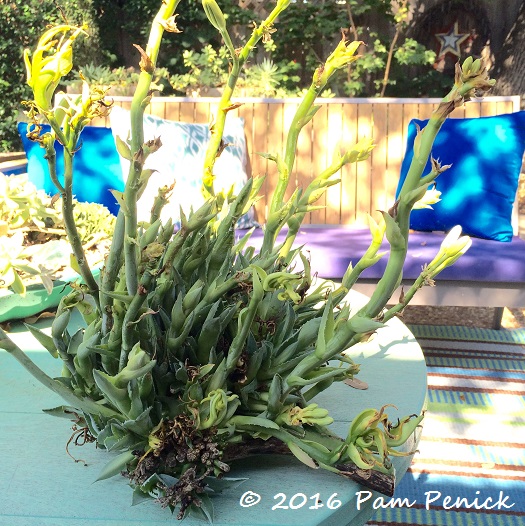 Potting up agave bulbils