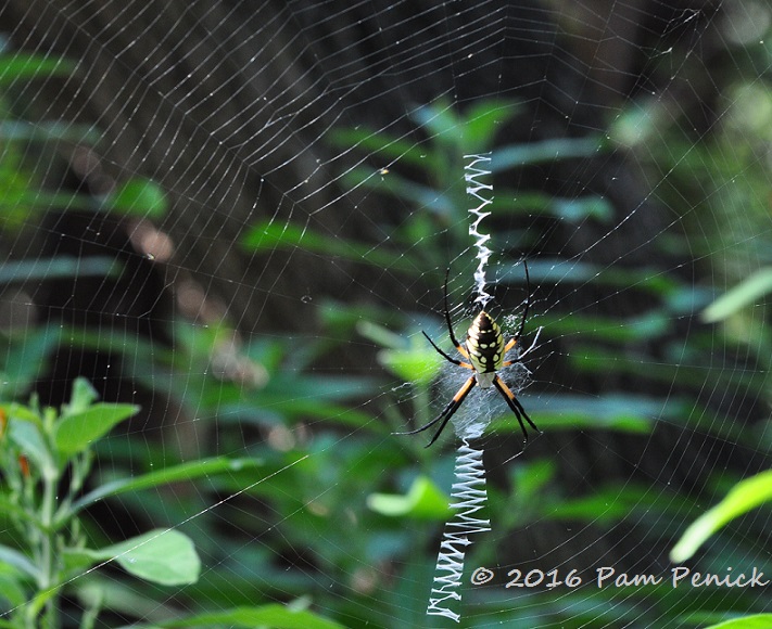 It's spooky spider season in the Midwest: Meet the orb weaver