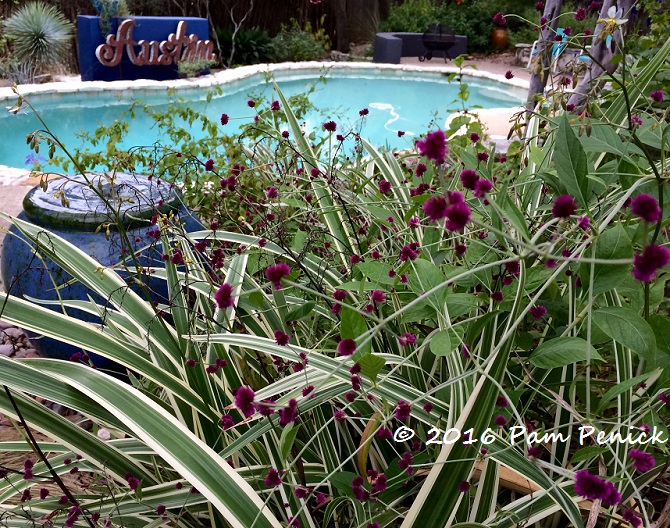 Purple pom-poms and stripey leaves