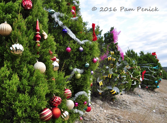 Decking the cedar trees on Loop 360, an Austin Christmas tradition - Digging