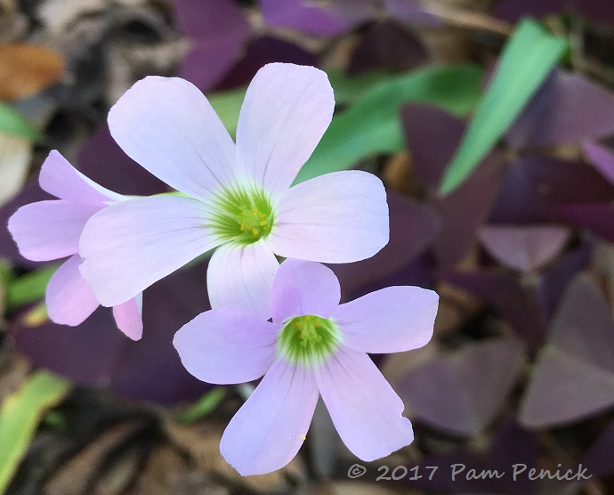 Early flowerliciouness in Austin this spring