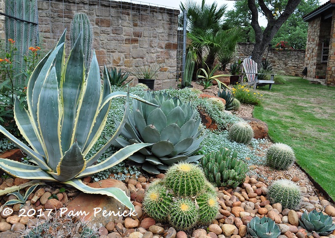 Organic Agave Tequiliana Blue Agave Edible Plant  Front Yard Architectural Evergreen Dessert Rock Cactus