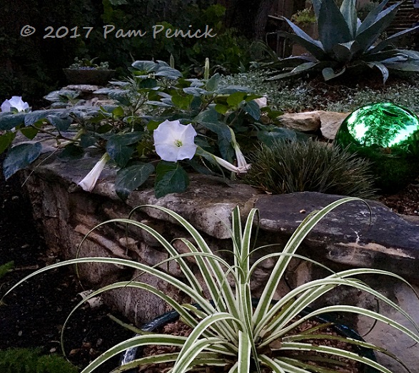 Datura glowing at twilight