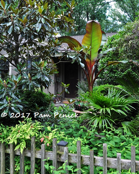 Southern Gothic Garden Of Jeff Minnich Capital Region Garden