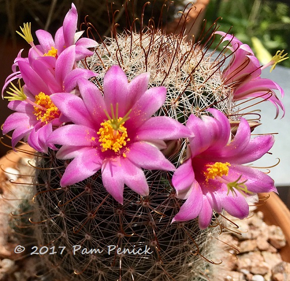 Fishhook Cactus: Pink Crown of Flowers