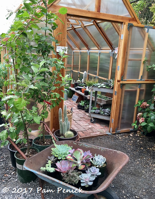 Backyard succulent nursery