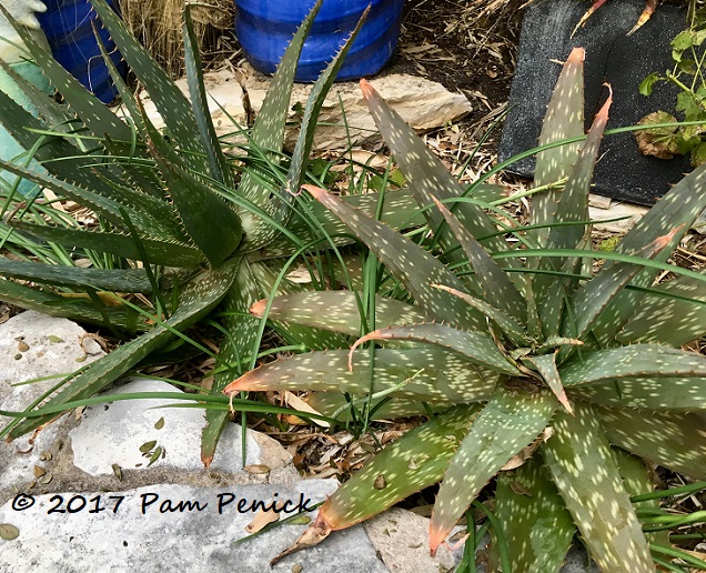 Protecting The Garden From A Texas Deep Freeze Or Not Digging