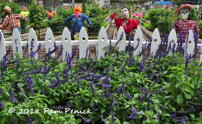 More Butterflies And Halloween Scarecrows At San Antonio Botanical