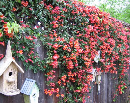 Crazy for crossvine - Digging