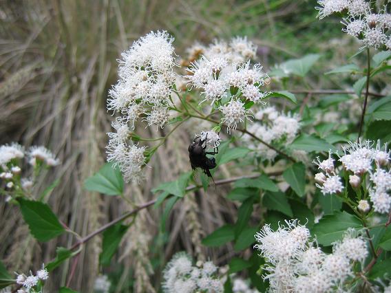 Plant This: White mistflower