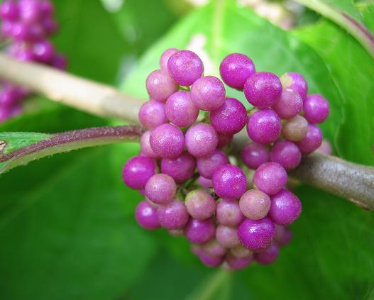 Is beautyberry store poisonous to dogs
