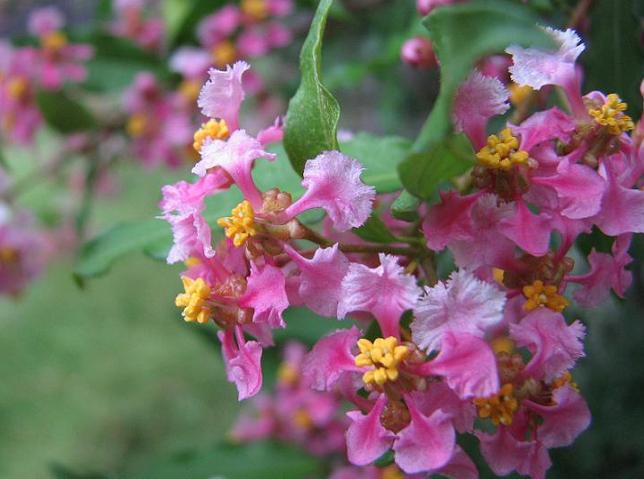 Plant This Barbados cherry Digging